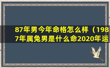 87年男今年命格怎么样（1987年属兔男是什么命2020年运 🦄 势）